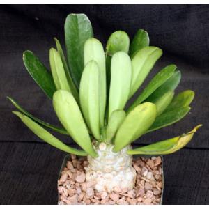 Euphorbia poisonii 5-inch pots