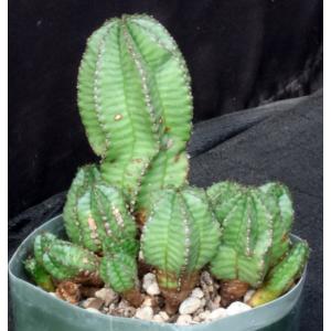 Euphorbia polygona 5-inch pots