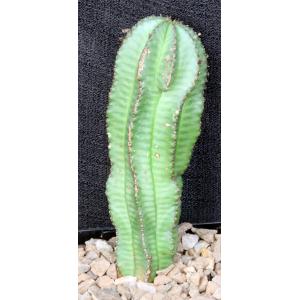 Euphorbia polygona 5-inch pots