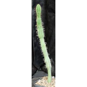 Euphorbia polygona var. exilis 5-inch pots