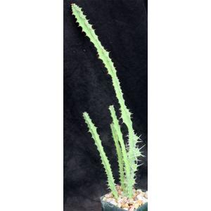 Euphorbia pseudoburuana 4-inch pots