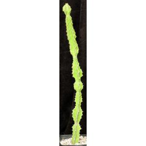 Euphorbia pseudocactus one-gallon pots