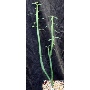 Euphorbia pteroneura 5-inch pots