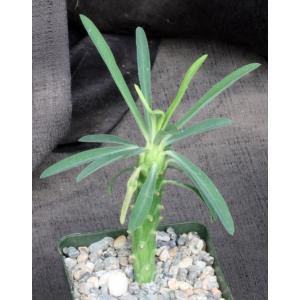 Euphorbia pubiglans 4-inch pots