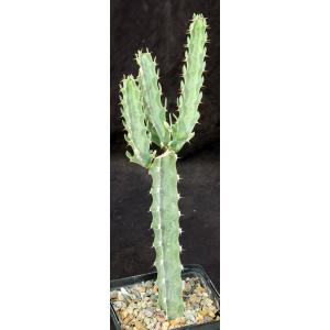 Euphorbia quadrangularis 5-inch pots