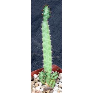 Euphorbia quadrilatera 4-inch pots