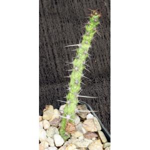 Euphorbia quadrispina 2-inch pots