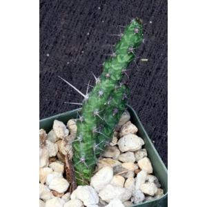 Euphorbia quadrispina 2-inch pots