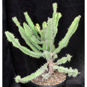 Euphorbia quinquecostata (Kichich form) 2-gallon pots