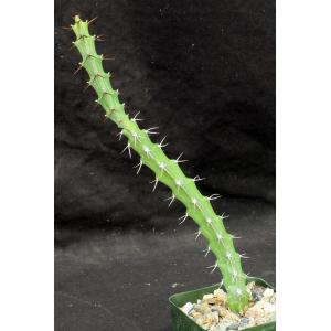 Euphorbia reclinata (WY 1121) 4-inch pots