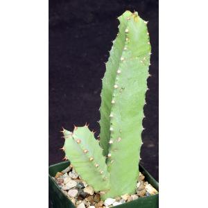 Euphorbia resinifera 4-inch pots