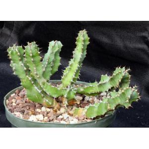 Euphorbia restricta 8-inch pots