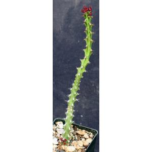 Euphorbia richardsiae ssp. richardsiae 3-inch pots