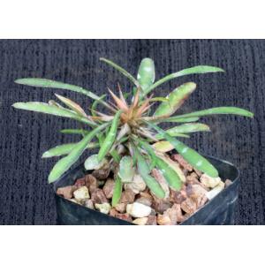 Euphorbia rossii 2-inch pots