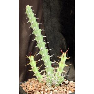 Euphorbia samburuensis one-gallon pots