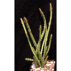 Euphorbia saxorum 5-inch pots