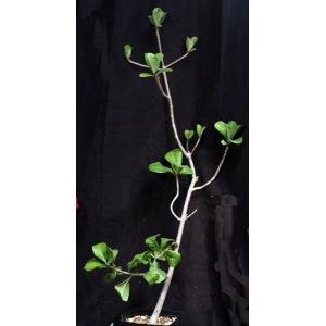 Euphorbia scheffleri 8-inch pots