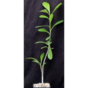 Euphorbia scheffleri 5-inch pots