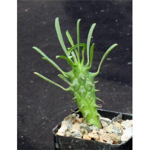 Euphorbia schoenlandii 2-inch pots