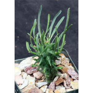 Euphorbia schoenlandii 2-inch pots