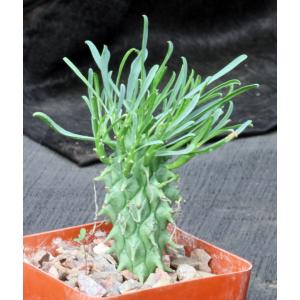 Euphorbia schoenlandii 4-inch pots