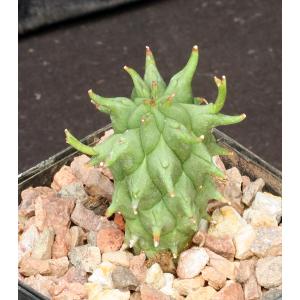 Euphorbia schoenlandii 4-inch pots