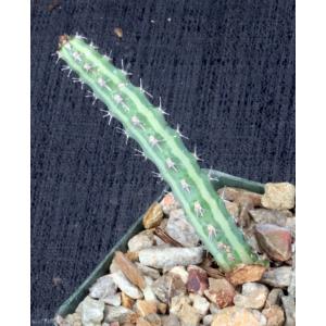 Euphorbia scitula 4-inch pots