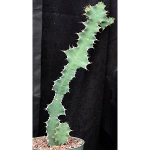 Euphorbia semperflorens 8-inch pots