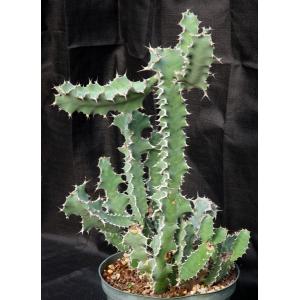 Euphorbia semperflorens 10-inch pots