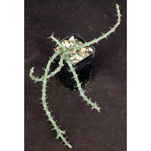 Euphorbia septentrionalis var. gamugofana 2-inch pots