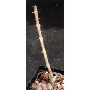 Euphorbia septentrionalis var. gamugofana 4-inch pots