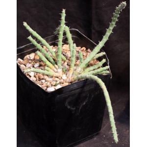 Euphorbia septentrionalis one-gallon pots