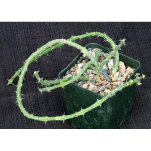 Euphorbia septentrionalis var. gamugofana 4-inch pots