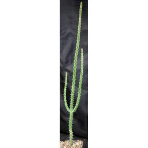 Euphorbia serendipida 5-inch pots