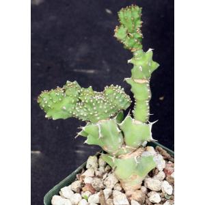 Euphorbia sp. Edward Hummell (crest) 4-inch pots