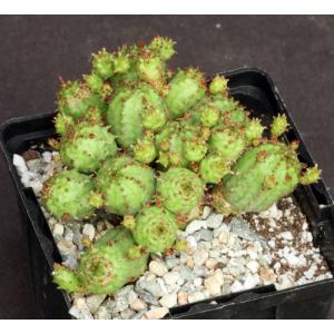 Euphorbia sp. monstrose 4-inch pots