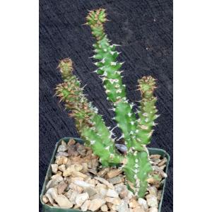 Euphorbia sp. aff. immersa (L&H 10365) 4-inch pots