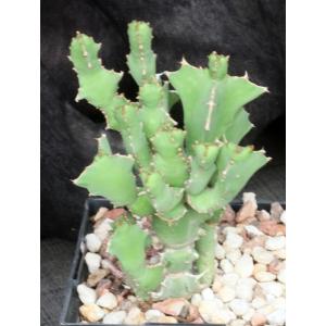 Euphorbia sp. Edward Hummell 5-inch pots