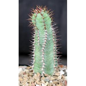 Euphorbia sp. not virosa (Palmwag, Namibia) 5-inch pots