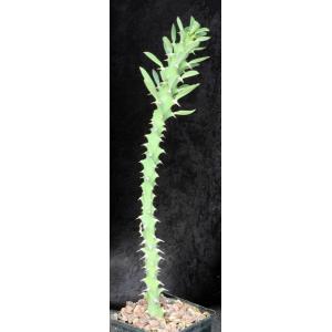 Euphorbia sp. ‘weirdii’ 4-inch pots