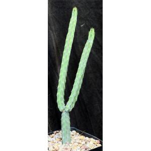Euphorbia heterochroma (Same, Tanzania) 4-inch pots