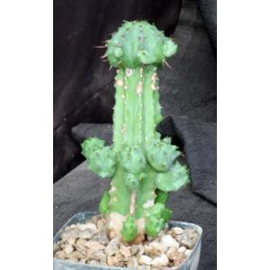 Euphorbia sp. aff. fruticosa 4-inch pots