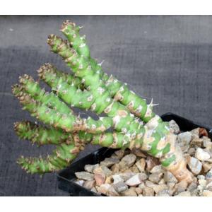 Euphorbia sp. aff. immersa (L&H 10365) 5-inch pots