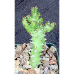 Euphorbia sp. aff. immersa (L&H 10365) 4-inch pots
