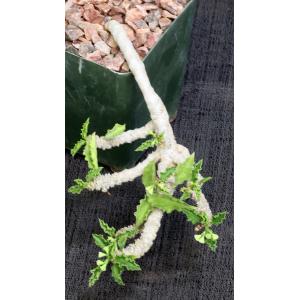 Euphorbia sp. aff. decaryi 4-inch pots