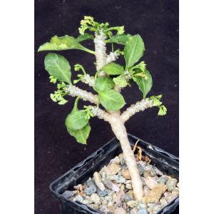 Euphorbia sp. aff. decaryi 4-inch pots
