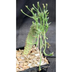 Euphorbia sp. spiraling hybrid 5-inch pots