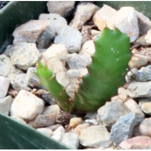 Euphorbia squarrosa 2-inch pots