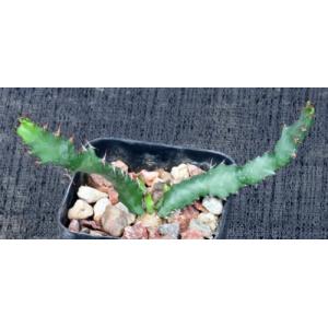 Euphorbia squarrosa 2-inch pots