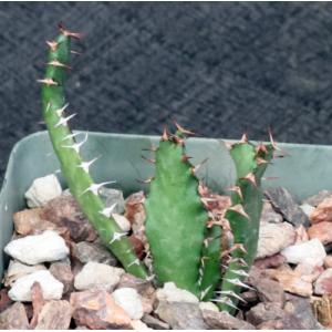 Euphorbia squarrosa 4-inch pots